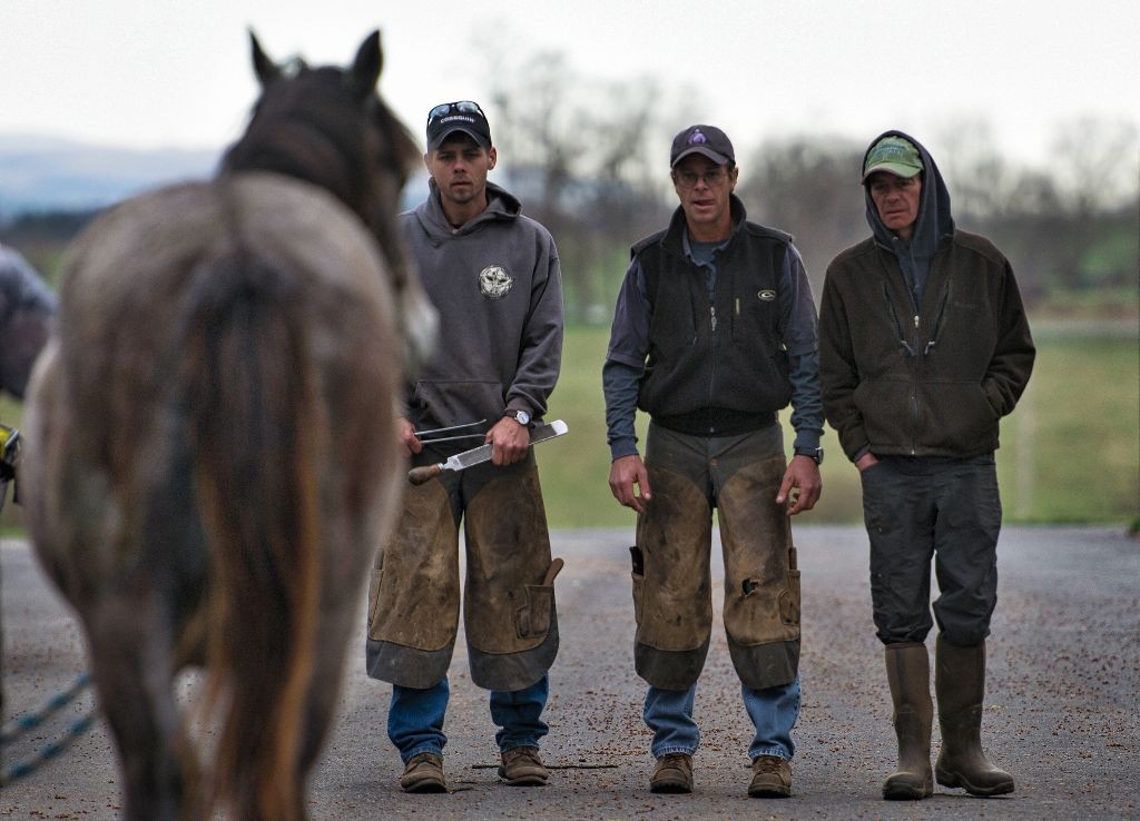 March 17, 2016: Farrier Scott Brouse (center) takes a look at how level a yearling is at Audley Farm's yearling barn near Berryville Virginia before he trims his feet. (Photo By Douglas Graham/WLP)