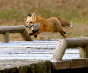 the-fox-across-little-river-bridge-orange-county-hounds-in-pursuit-small