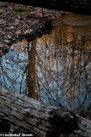 “Between the Trees”
