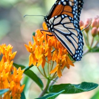 Wild Ideas: The decline of the monarch