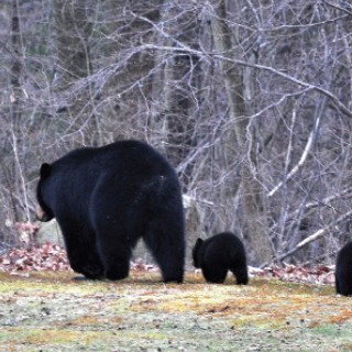 Black Bear  Primer