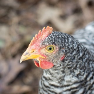 Raising Backyard Chickens | The Crazy Chicken Lady
