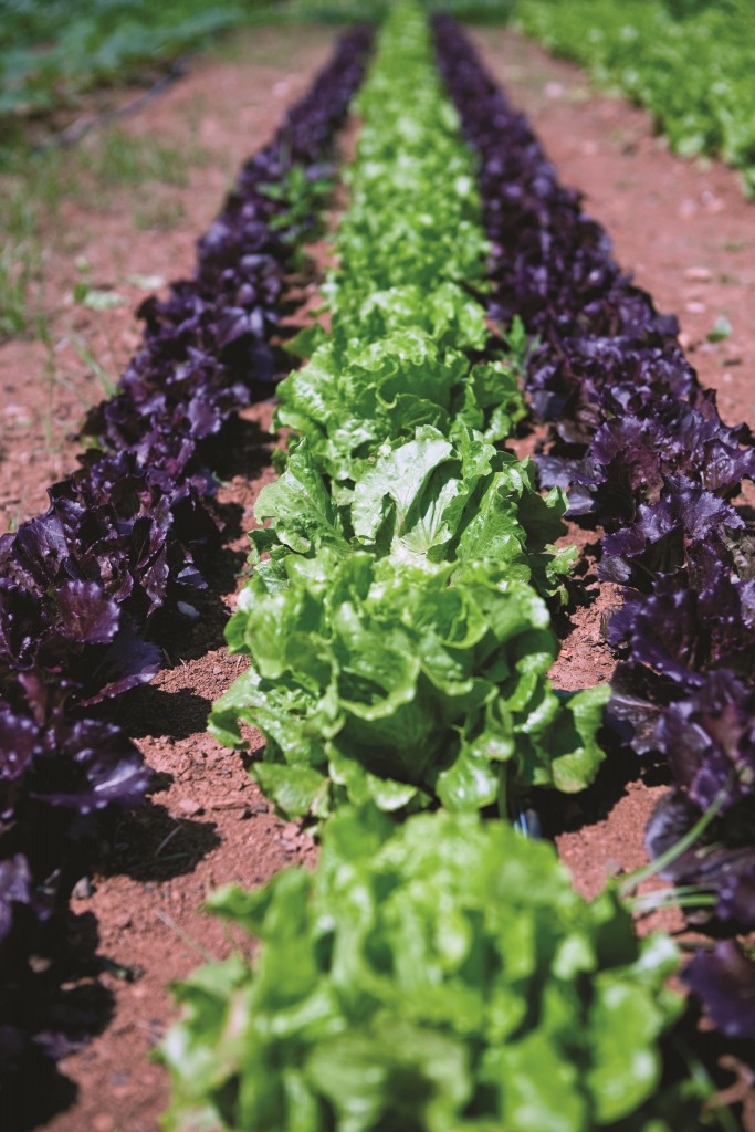 community_garden_charlottesville_credit_katherine_vance (1)