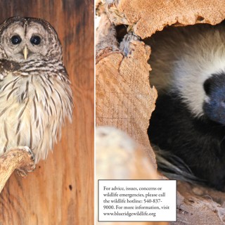 Protecting Virginia’s Wildlife