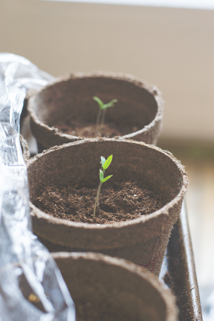 seedlings