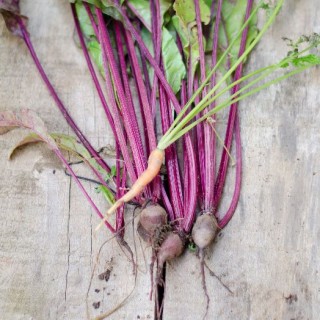 March Garden Planting Guide for the Piedmont