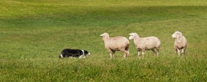 Stock Dog (Border Collie) and Sheep (Ovis aries) Standoff - fall background