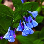 A flower with the common name Virginia Bluebells.