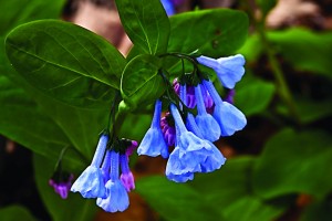 A flower with the common name Virginia Bluebells.