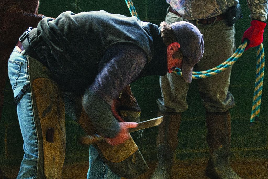 Farrier Scott Brouse trims a yearlings feet at Audley Farm's yearling barn near Berryville Virginia. (Photo By Douglas Graham/WLP)