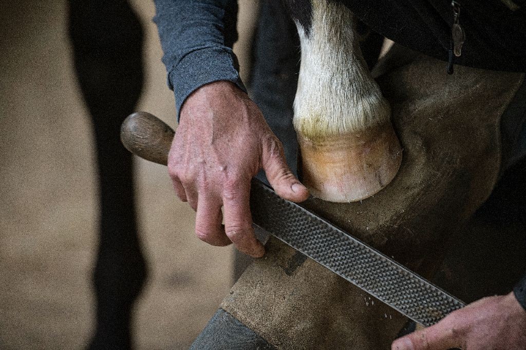 UNITED STATES - March 17, 2016: Farrier Scott Brouse trims a yearlings feet at Audley Farm's yearling barn near Berryville Virginia. (Photo By Douglas Graham/WLP)