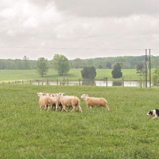 “In The Field” *Video* With Tom Wilson, Champion Dog Herding Trainer