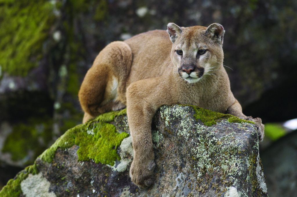 eastern puma in captivity