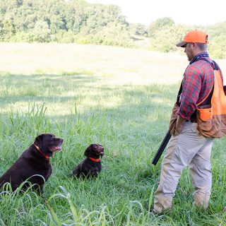 For the love of the hunt: when hunting dogs become family