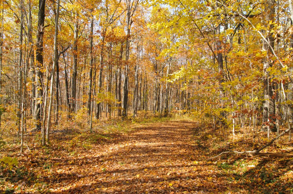 Whitney State Forest