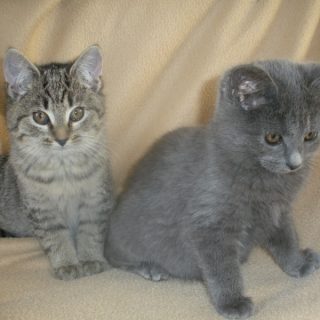 RappCats Fundraiser: Fun Evening, Great Cause