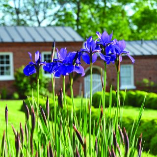 TPV’s Guide to Historic Garden Week 2017: Leesburg