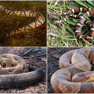 Snakes in the Piedmont: What You Need to Know