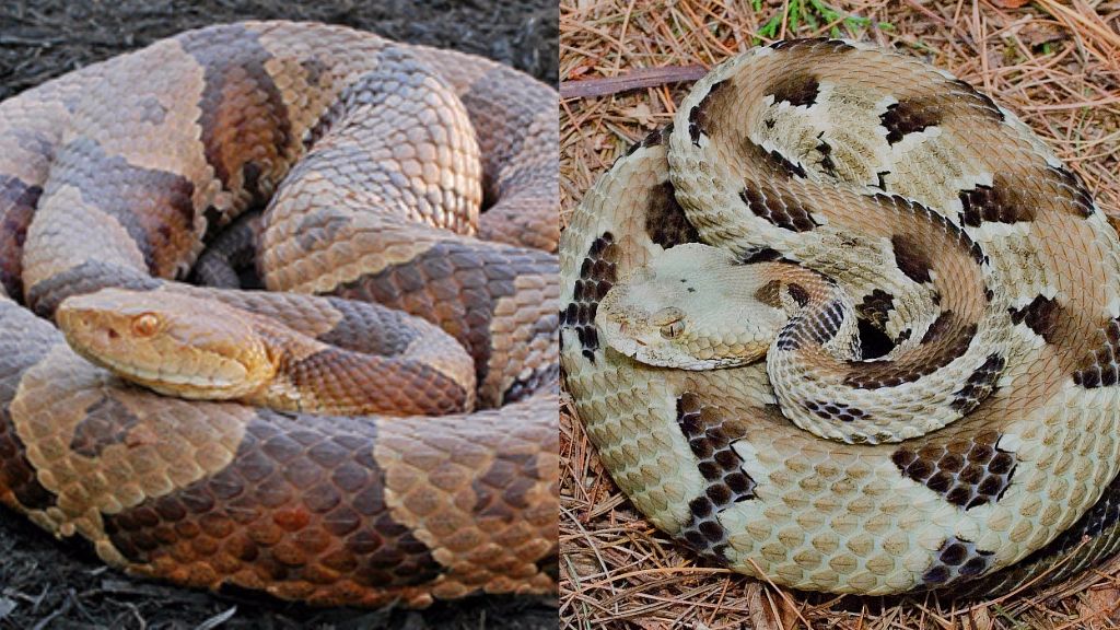 Snakes in the Piedmont What You Need to Know