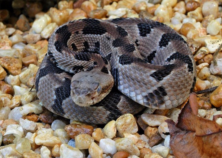 Snakes in the Piedmont: What You Need to Know