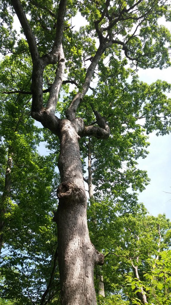 The Mighty White Oak: Virginia's Finest Tree