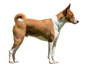 grey basenji