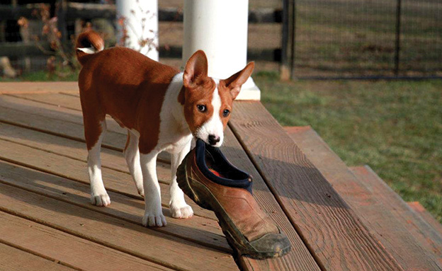 grey basenji